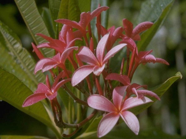 Гульжан Бегалиева