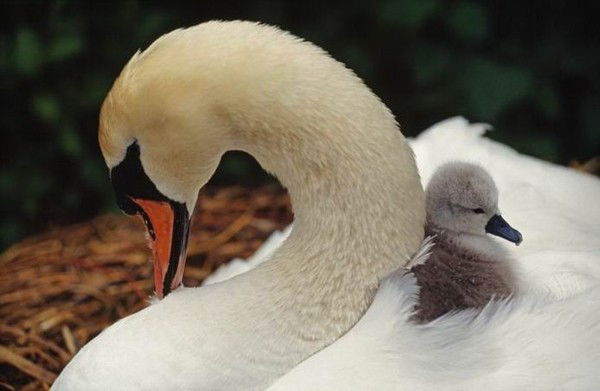 Светлана Семенова