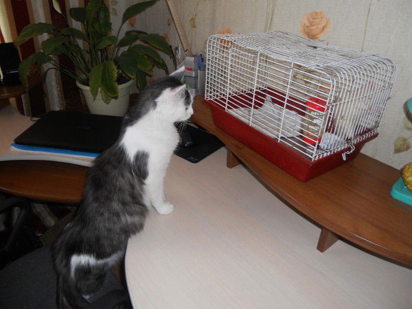 Сергей Павлов