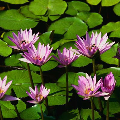 Данила Матюгин