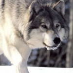 Василий Соколов