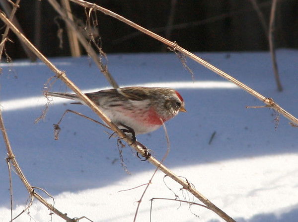 Татьяна Николаева