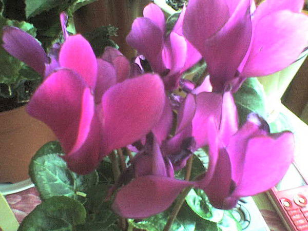 Ася Дарбаева