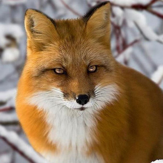 Ефим Чехонацкий