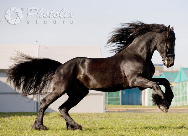 Старцев Дмитрий