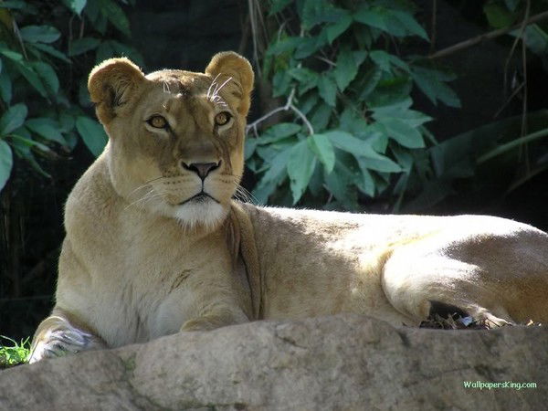 Елена Шаланина