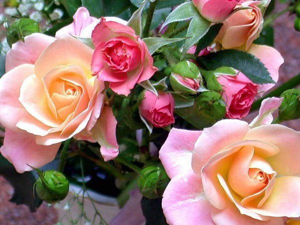 Айым Ахаева