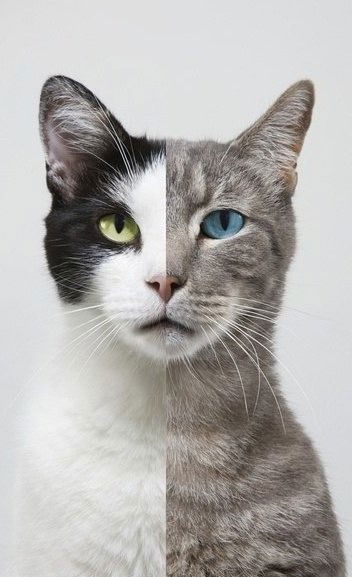 Mr. Патерсон*