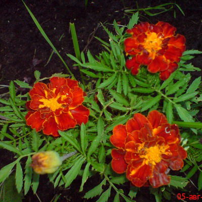 Ирина Чернышева