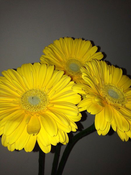 Ирина Шинкарева