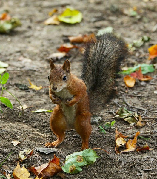 Надежда Игнатова