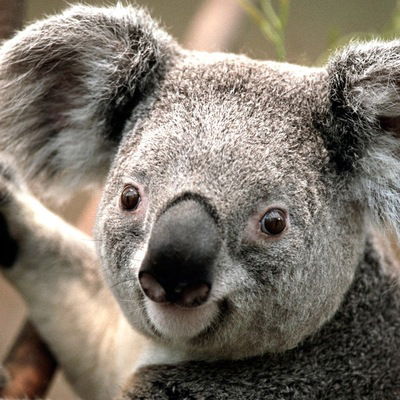 Гриша Коваленко