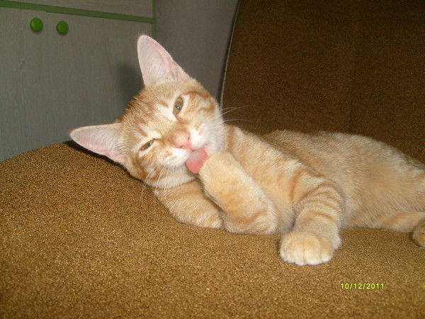 Елена Темникова