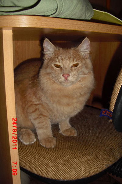 Денис Камалов