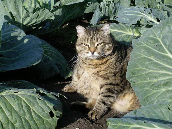 Ярослав Раубишко