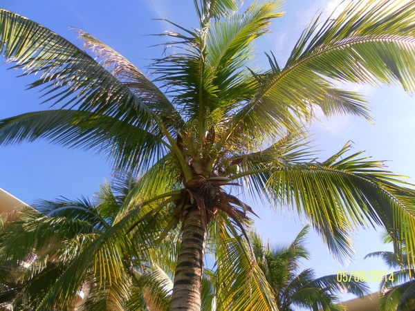 Вера Шевелева