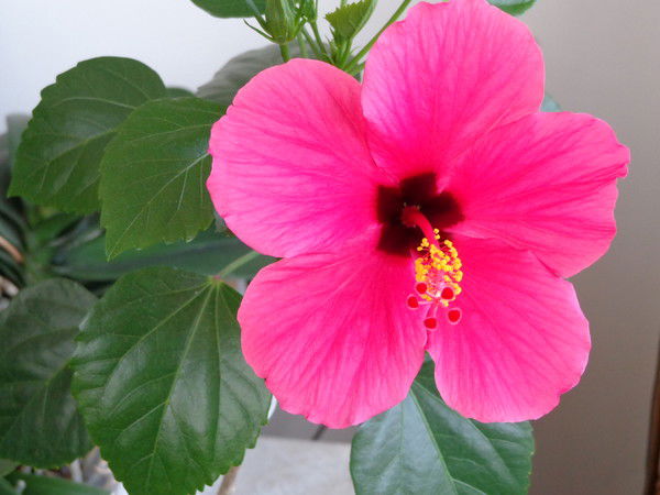 Анасуя Деви Даси