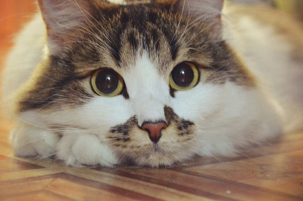 Тигрушка :=)))