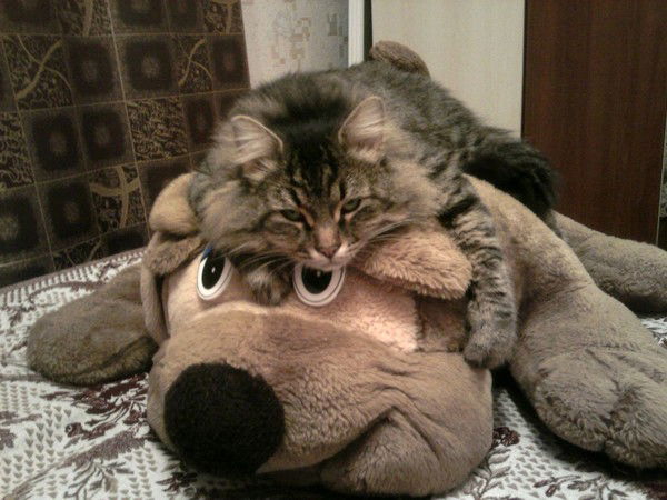 Дубовик Елена