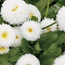 Маргарита Грицовец