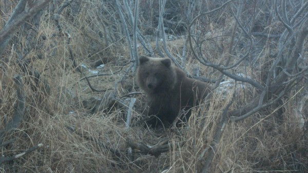 Михаил Посвольский
