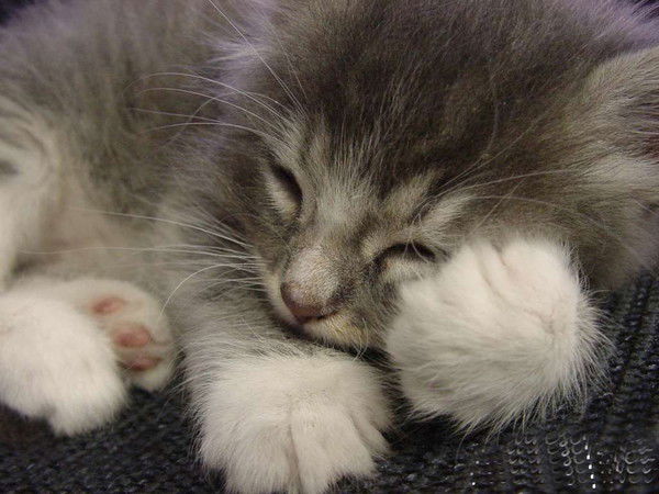 Елена Елена