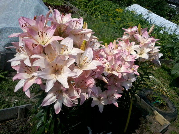 Ирин Борисовна