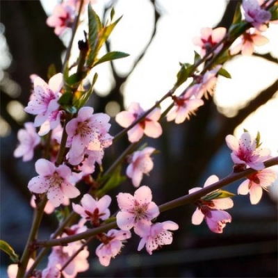 Нина Горбунова