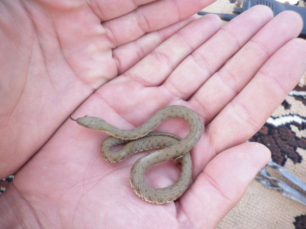 Малика Анабаева