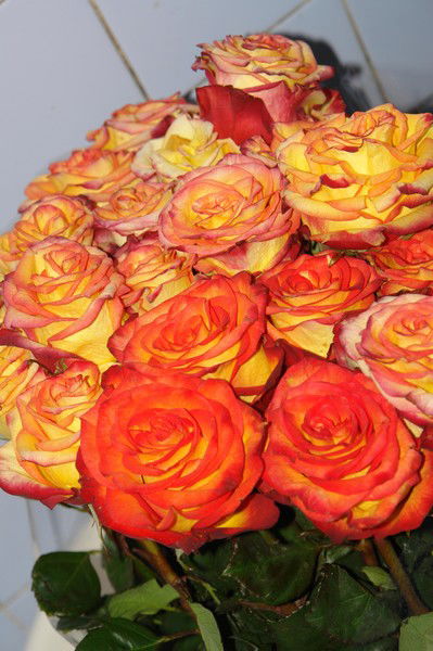 Наталья Шенкаренко