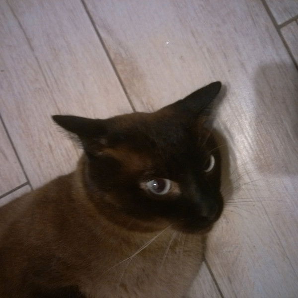 Антон Попласс