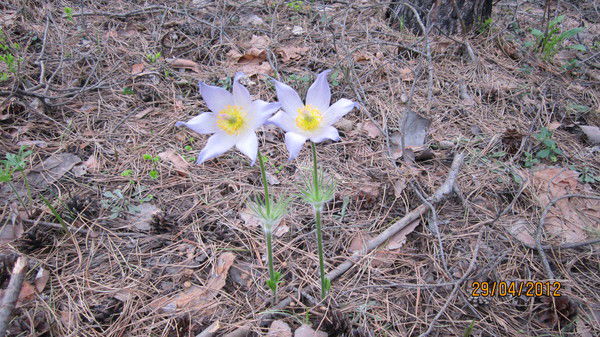 Ольга Бурмистрова