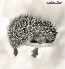 Анна Мамонтова