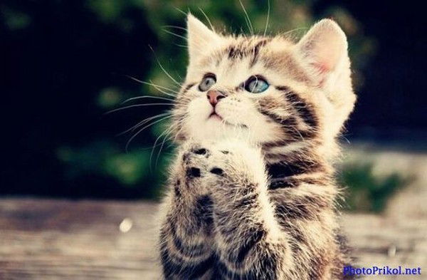 Олеся Степанова