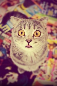 Андрій Чорнокоз