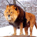 Кирилл Шепелев