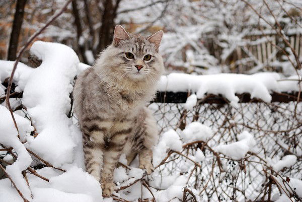 Курильские Бобтейлы-Аборигены *