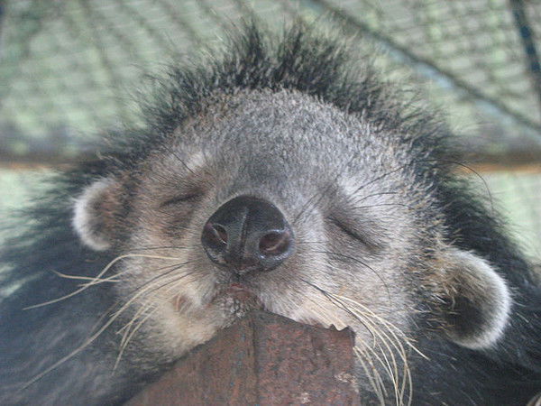 Люсьена Малышова