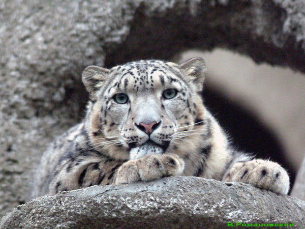 Лия Николаева