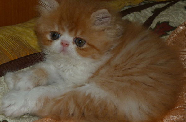 Людмила Литорина