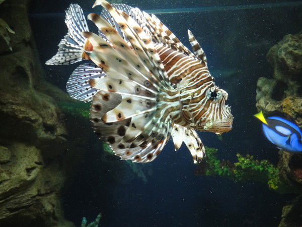 Марианна Гаспарова