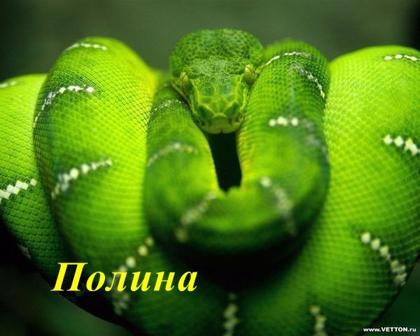 Полина Егорова