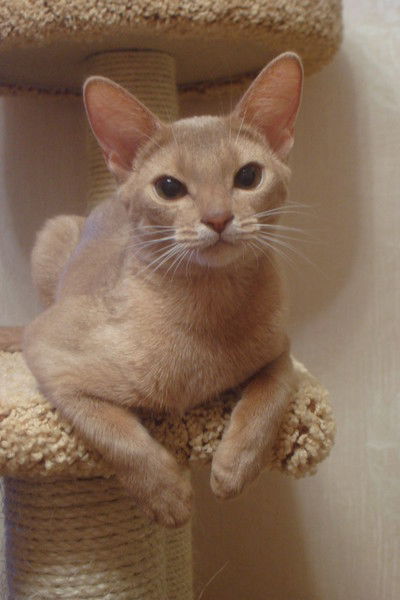 Светлана Актанка