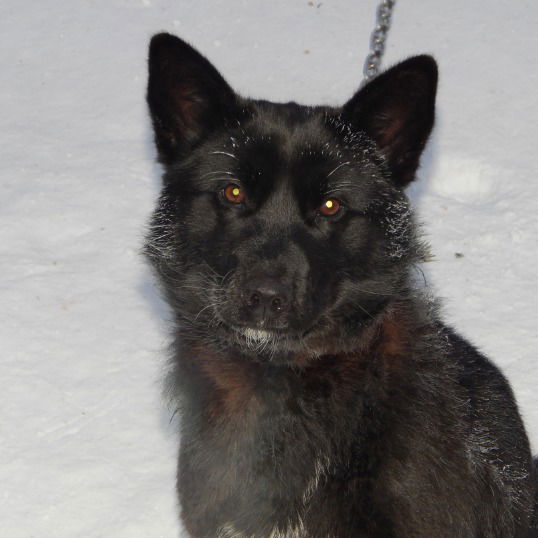 Алексей Виноградов