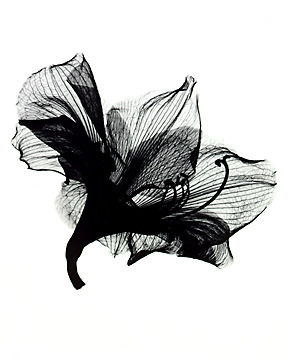 Екатерина Стрижова