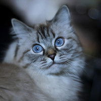 Сергей Смирнов