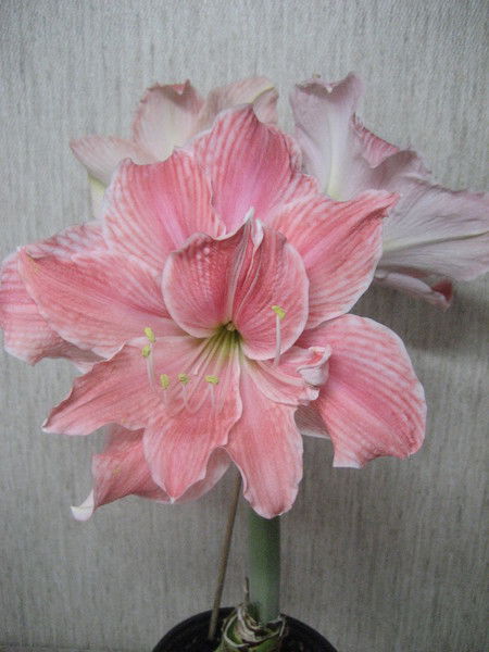 Нина Воронцова