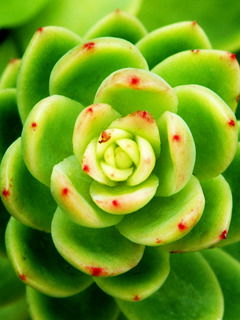 Даметкен Амирова