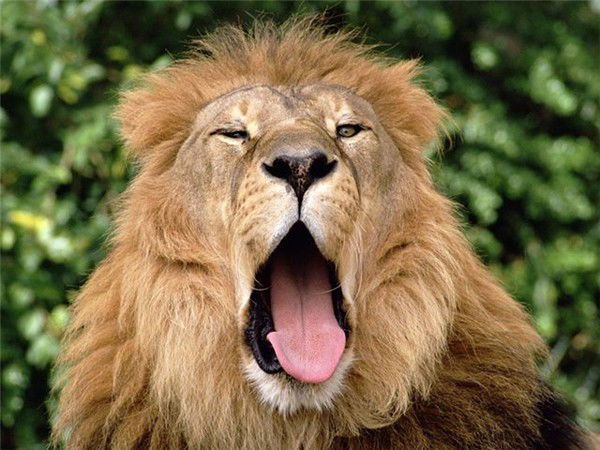 Саня Мельников