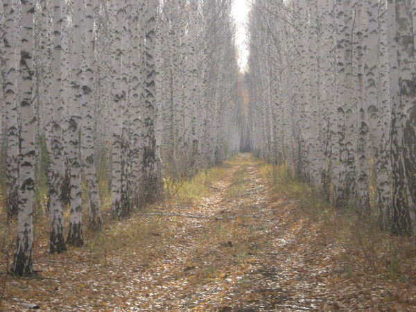 Дмитрий Удод